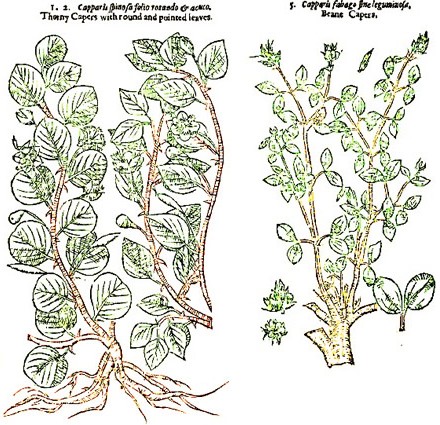 Types of Caper Plants